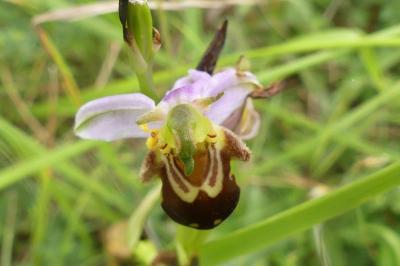 <i>Ophrys apifera</i>
