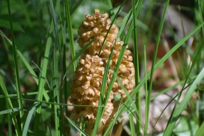 <i>Neottia nidus-avis</i>