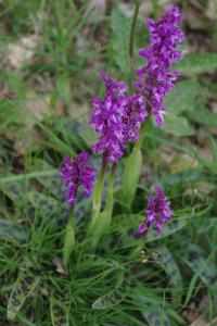 <i>Orchis mascula</i>