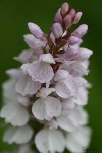 <i>Dactylorhiza maculata</i>