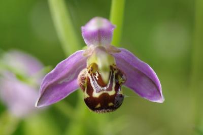 <i>Ophrys apifera</i>