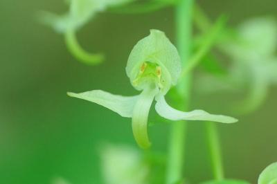<i>Platanthera chlorantha</i>