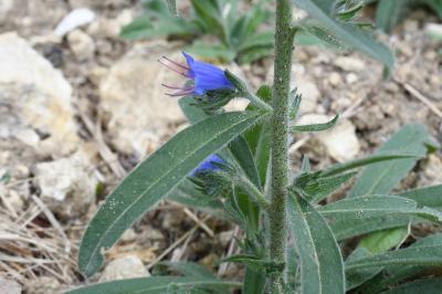 <i>Echium vulgare</i>