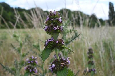 <i>Ballota nigra</i>