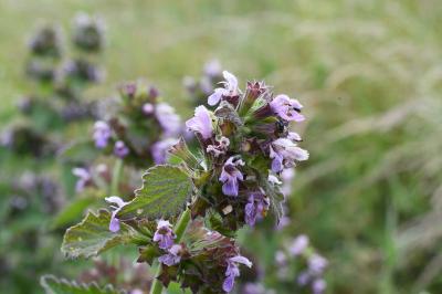 <i>Ballota nigra</i>