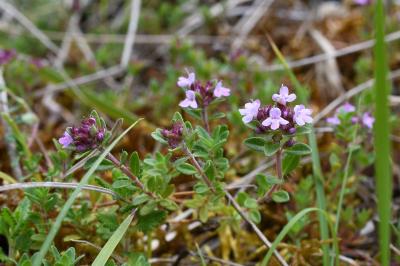 <i>Thymus</i>