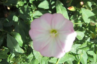 <i>Convolvulus arvensis</i>