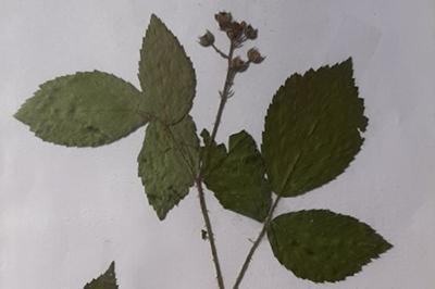 <i>Rubus idaeus</i>