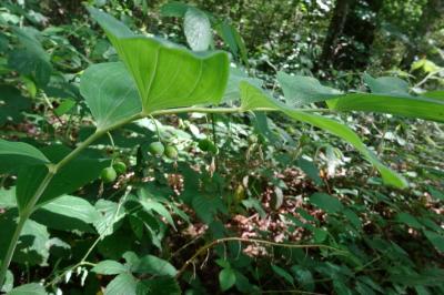 <i>Polygonatum odoratum</i>