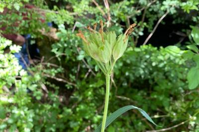 <i>Primula veris</i>