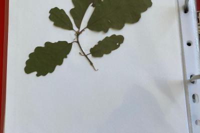<i>Quercus petraea</i>