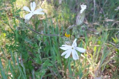 <i>Silene latifolia</i>
