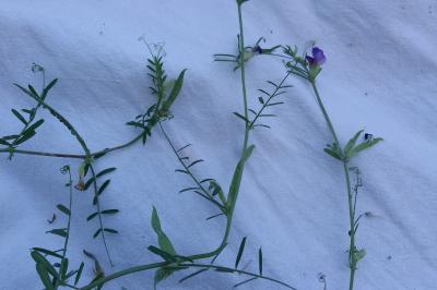 <i>Vicia sativa</i>