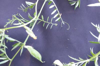 <i>Ervilia hirsuta</i>