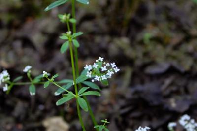 <i>Galium palustre</i>