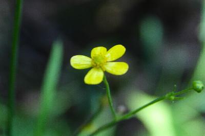 <i>Ranunculus flammula</i>