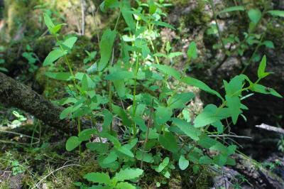 <i>Lysimachia vulgaris</i>