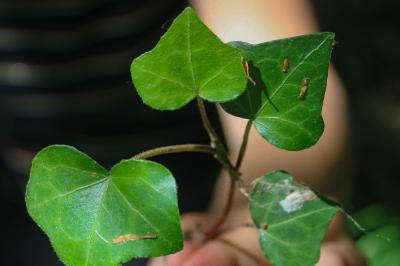 <i>Hedera helix</i>