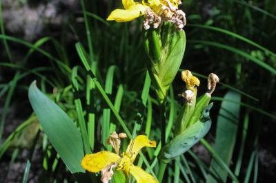 <i>Iris pseudacorus</i>