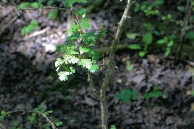 <i>Crataegus monogyna</i>