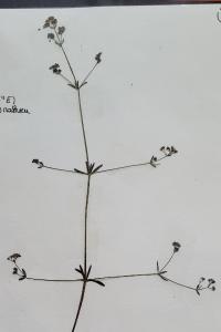 <i>Galium palustre</i>