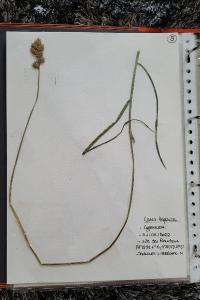 <i>Carex leporina</i>
