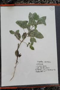 <i>Mentha arvensis</i>