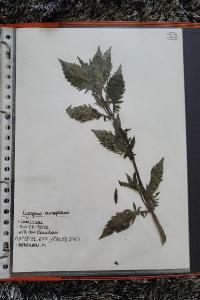 <i>Lycopus europaeus</i>
