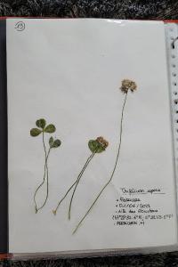 <i>Trifolium repens</i>