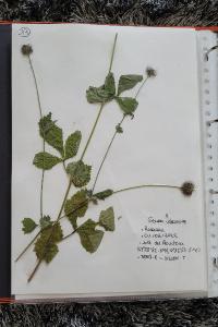 <i>Geum urbanum</i>