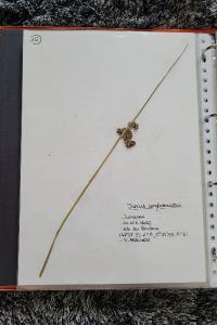 <i>Juncus conglomeratus</i>