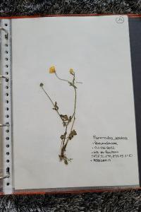 <i>Ranunculus sardous</i>