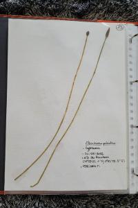 <i>Eleocharis palustris</i>