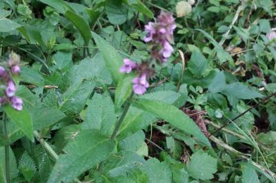 <i>Stachys palustris</i>
