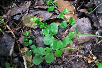 <i>Lysimachia nummularia</i>