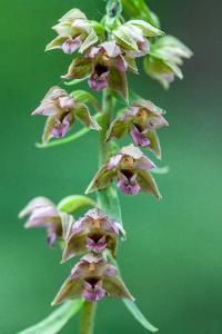 <i>Epipactis helleborine</i>
