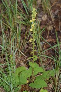 <i>Verbascum nigrum</i>