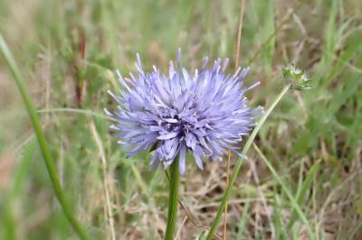 <i>Jasione montana</i>