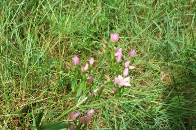 <i>Centaurium erythraea</i>