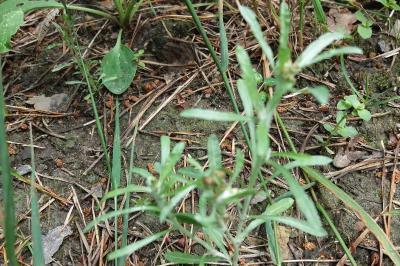 <i>Gnaphalium uliginosum</i>