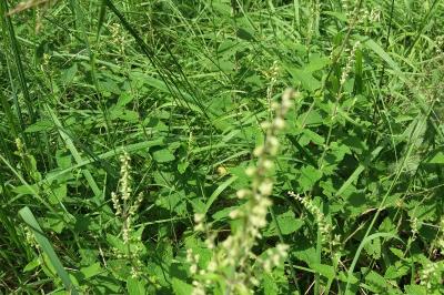 <i>Teucrium scorodonia</i>