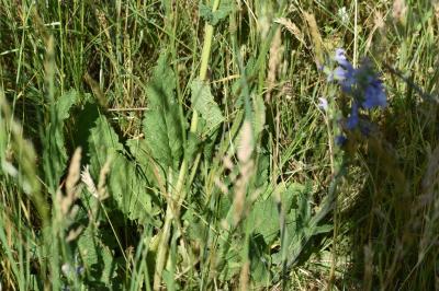<i>Salvia pratensis</i>