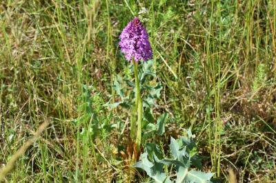 <i>Anacamptis pyramidalis</i>