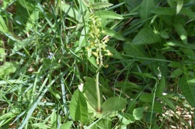 <i>Neottia ovata</i>