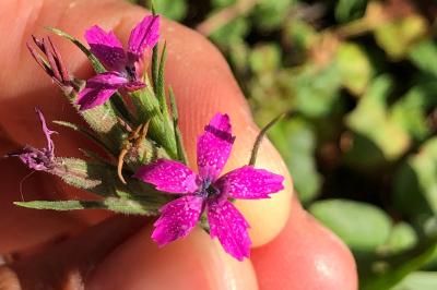 <i>Dianthus armeria</i>