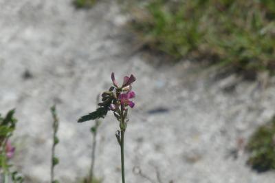 <i>Onobrychis viciifolia</i>