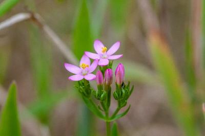 <i>Centaurium erythraea</i>