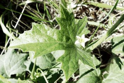 <i>Bryonia dioica</i>