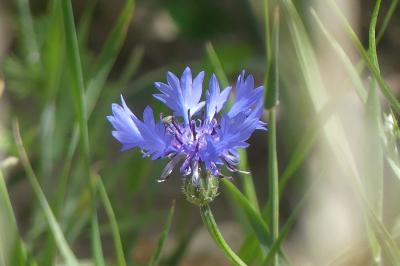 <i>Cyanus segetum</i>