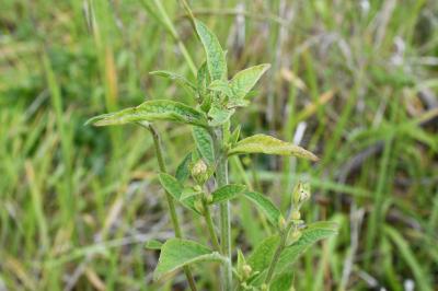 <i>Inula</i>